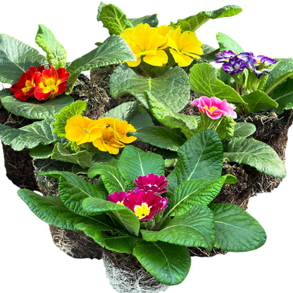Primrose Growers Selection