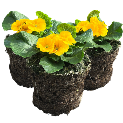 Primrose Orange