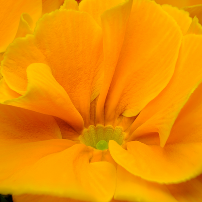 Primrose Orange