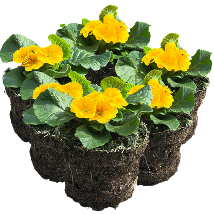 Primrose Orange