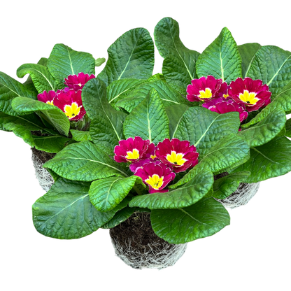 Primrose Purple