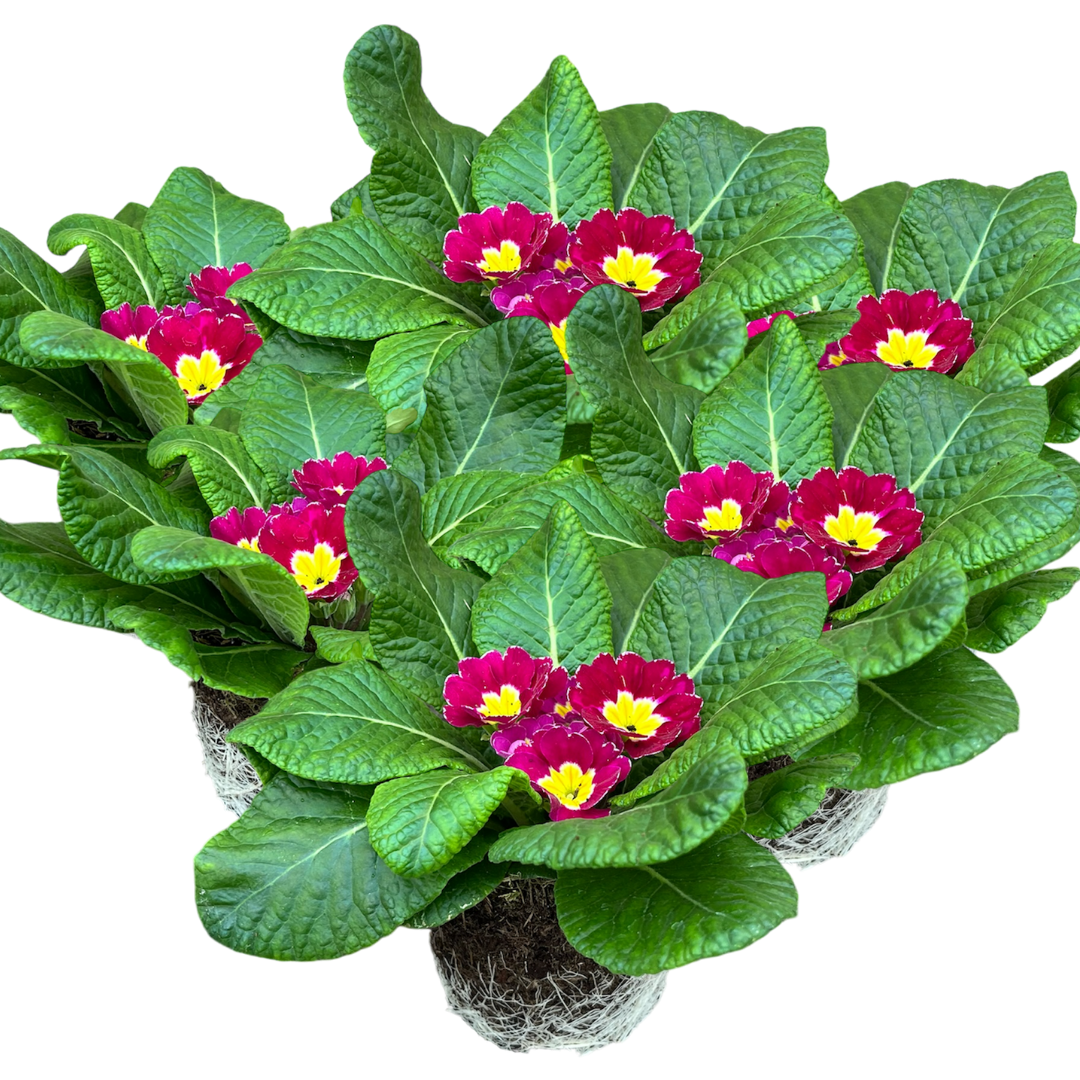 Primrose Purple