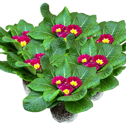 Primrose Purple