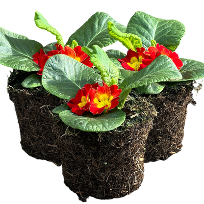 Primrose Red