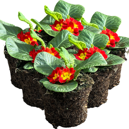 Primrose Red