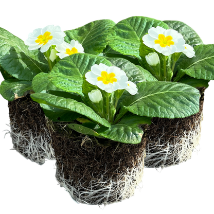 Primrose White
