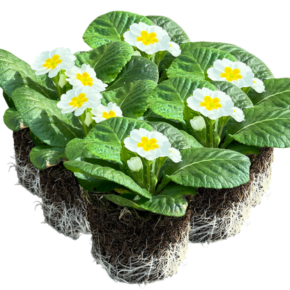 Primrose White