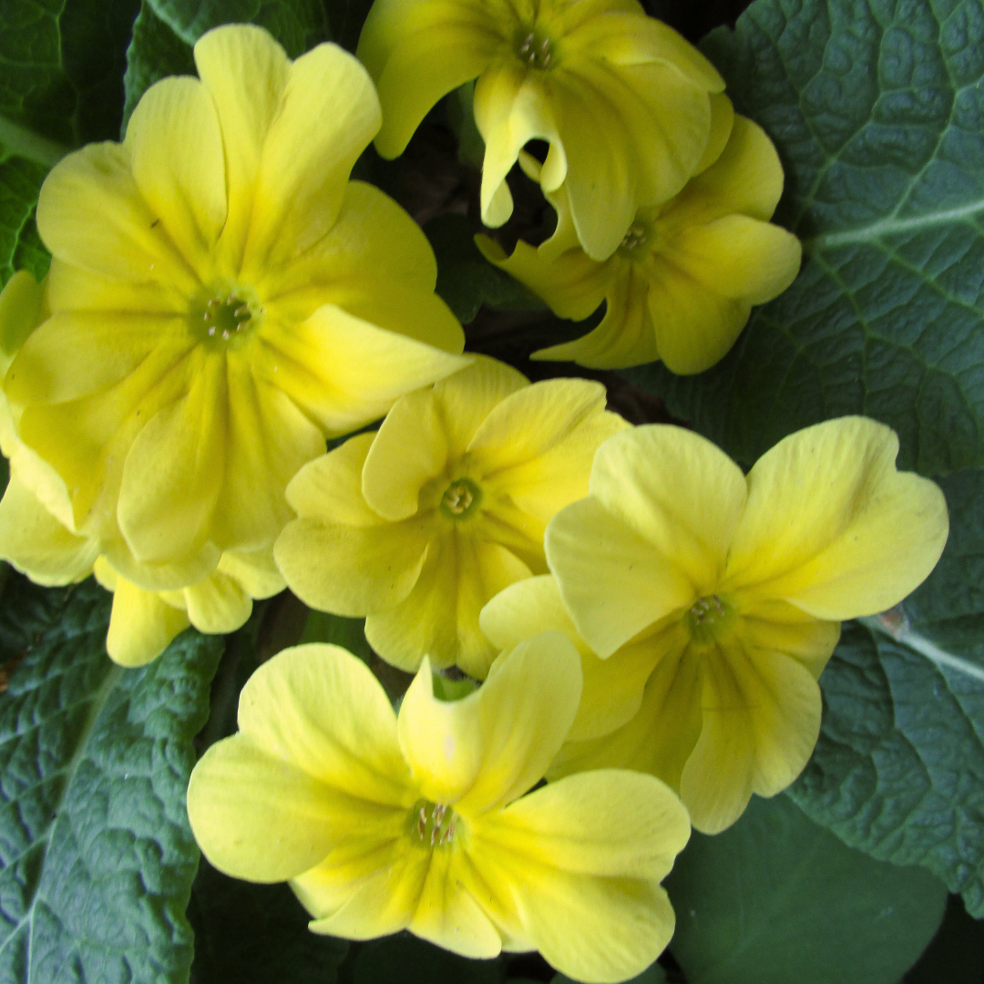 Primrose Yellow