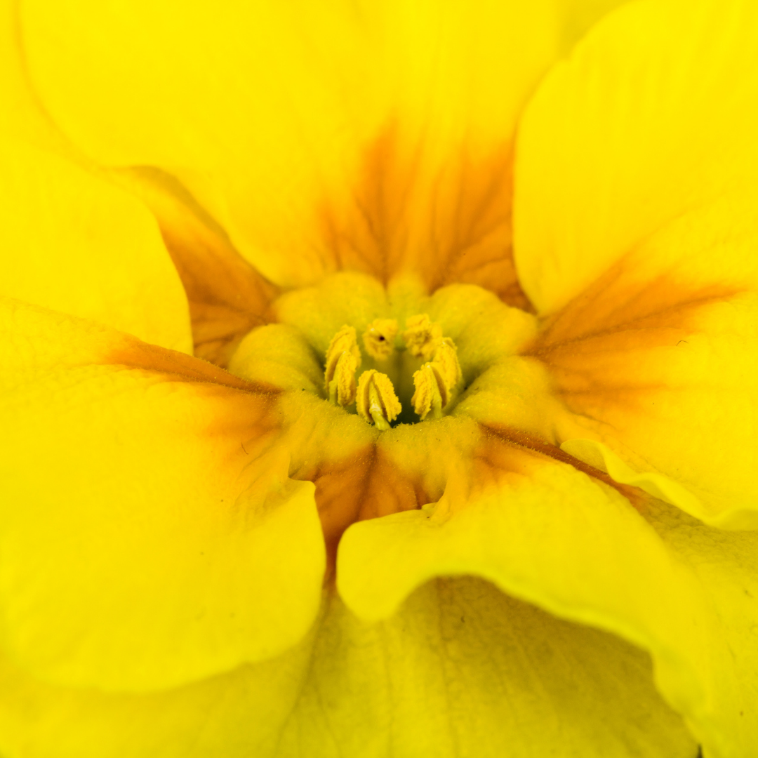 Primrose Yellow