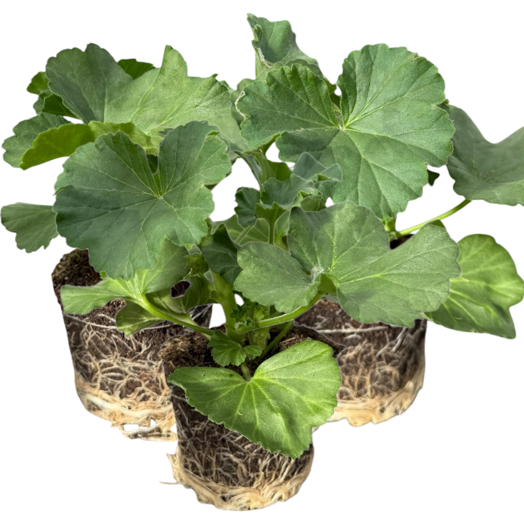Geranium Toscana Anne