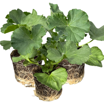 Geranium Toscana Anne