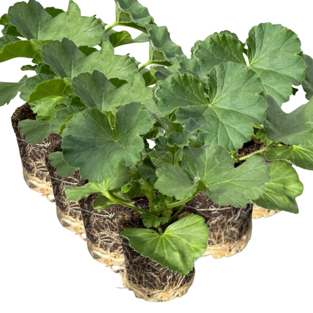 Geranium Toscana Anne