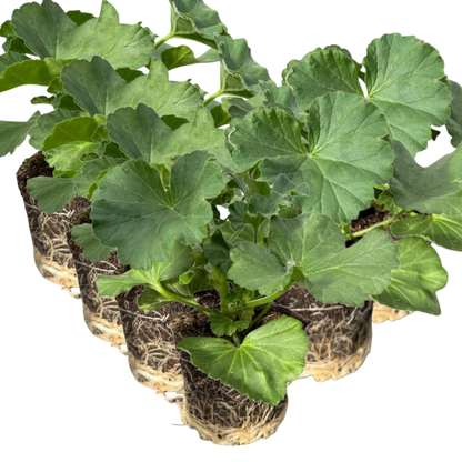 Geranium Toscana Anne