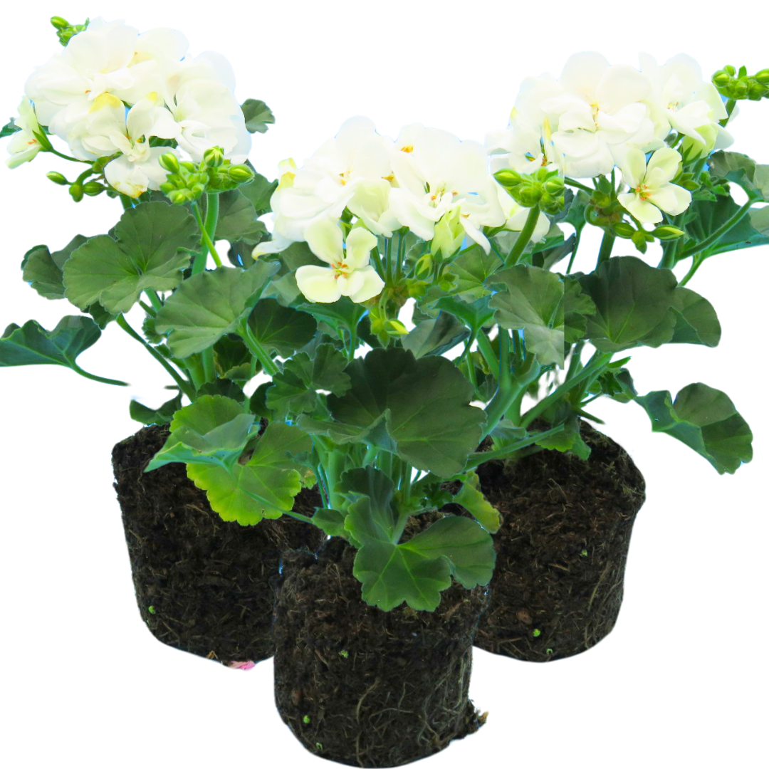 Geranium Toscana Erika