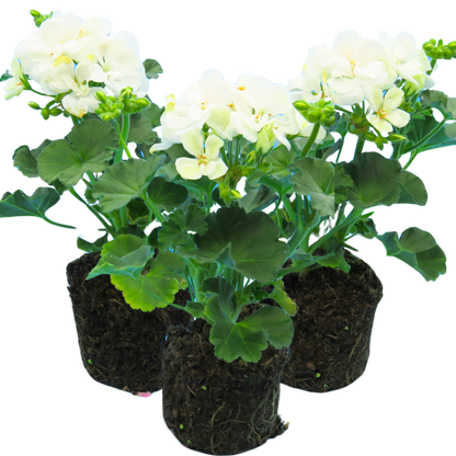 Geranium Toscana Erika