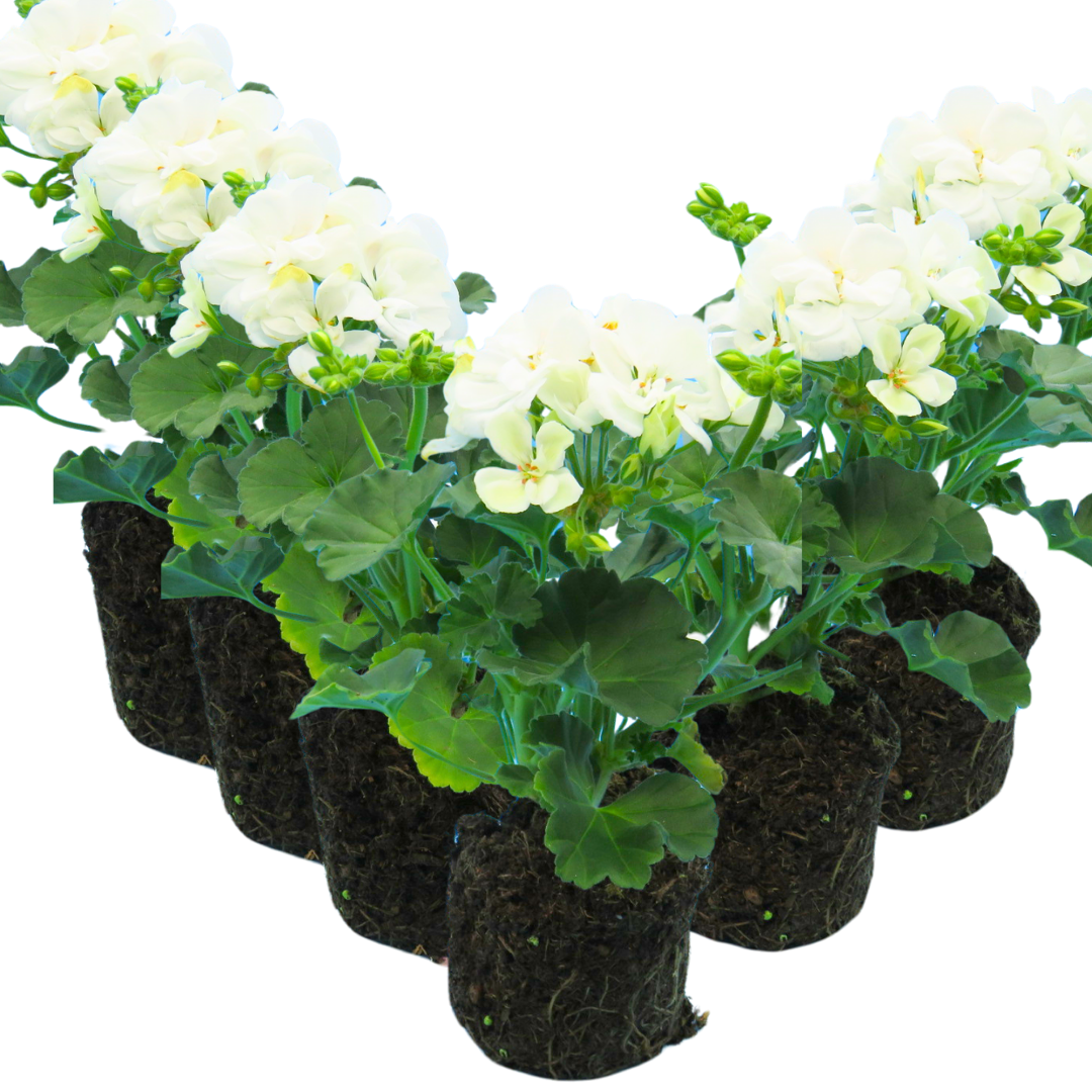 Geranium Toscana Erika