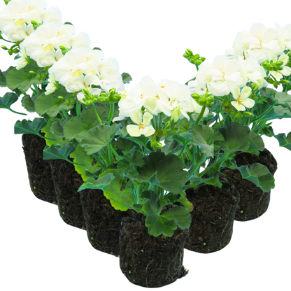 Geranium Toscana Erika