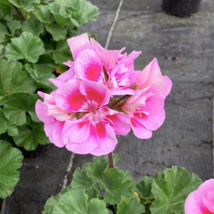 Geranium Toscana Linus