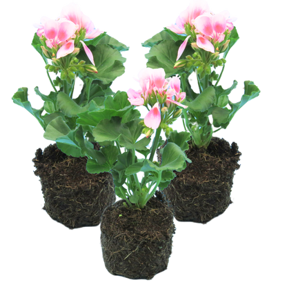 Geranium Toscana Linus