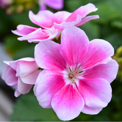Geranium Toscana Linus