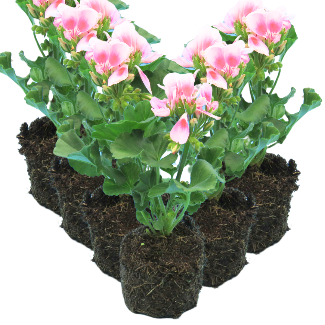 Geranium Toscana Linus
