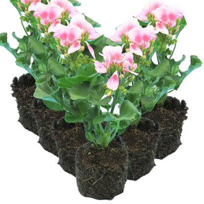 Geranium Toscana Linus