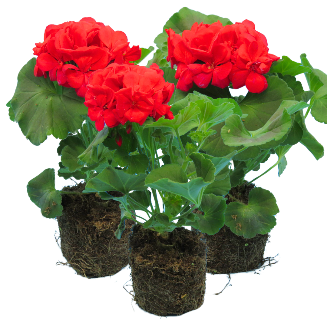 Geranium Toscana Mylena