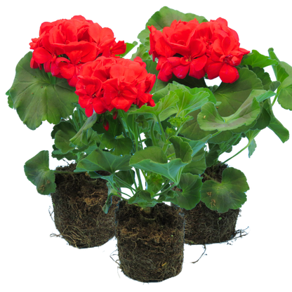 Geranium Toscana Mylena