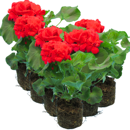 Geranium Toscana Mylena