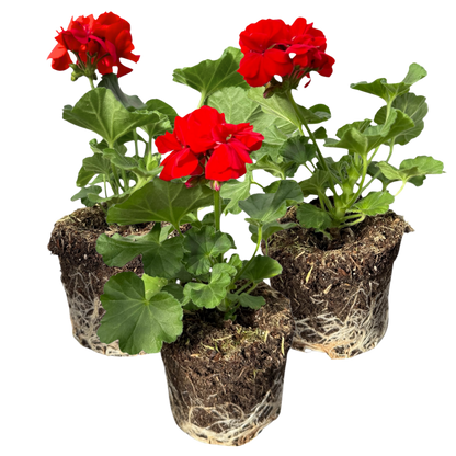 Geranium Toscana Senna
