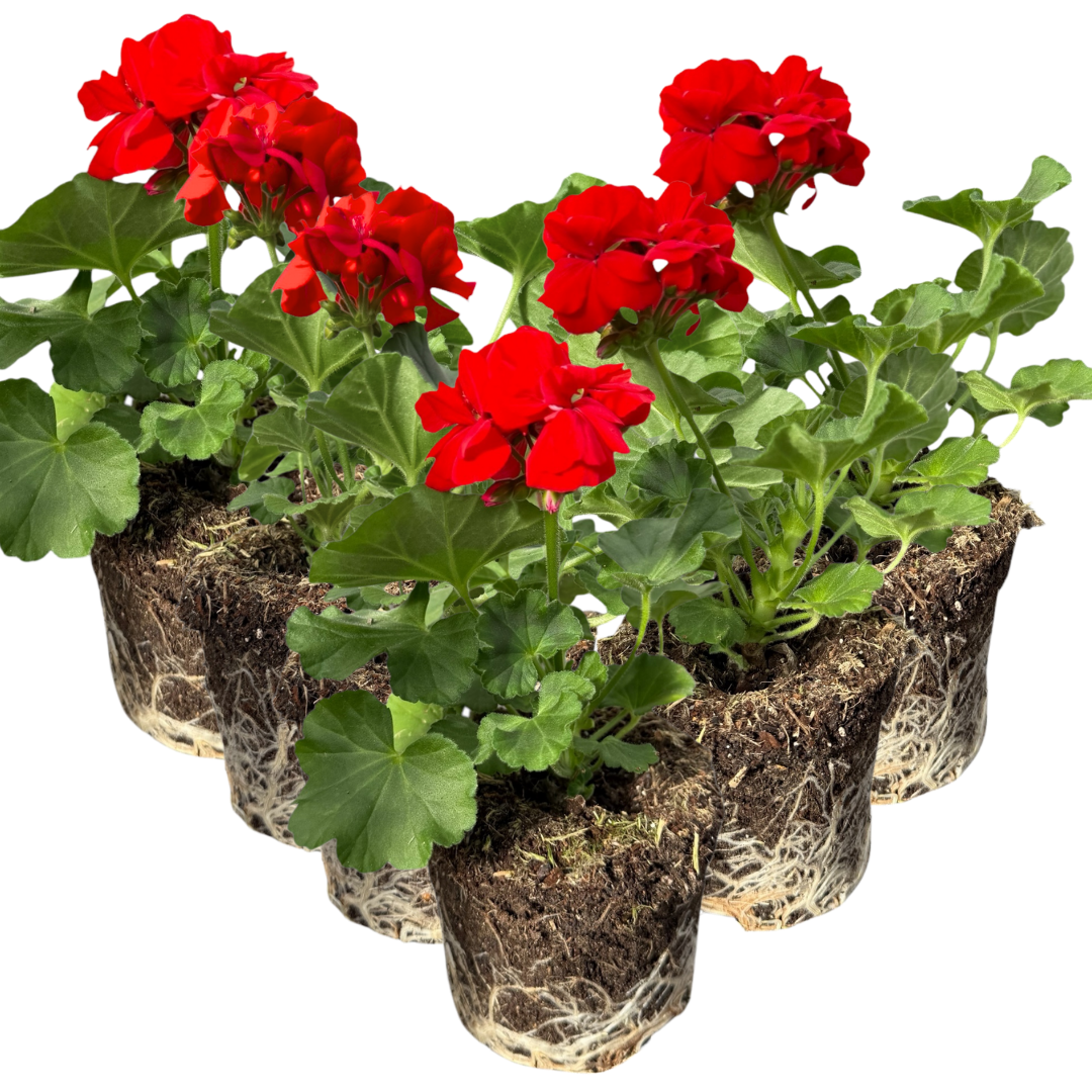Geranium Toscana Senna