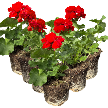 Geranium Toscana Senna