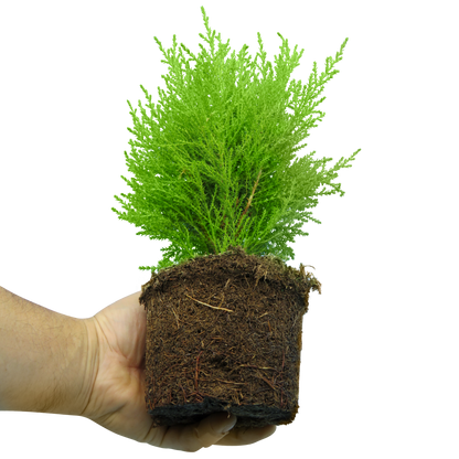 Set of 3 or 6 Container Middles Plants - Cupressus Wilma, Cordyline Red Star & Hebe Varigata