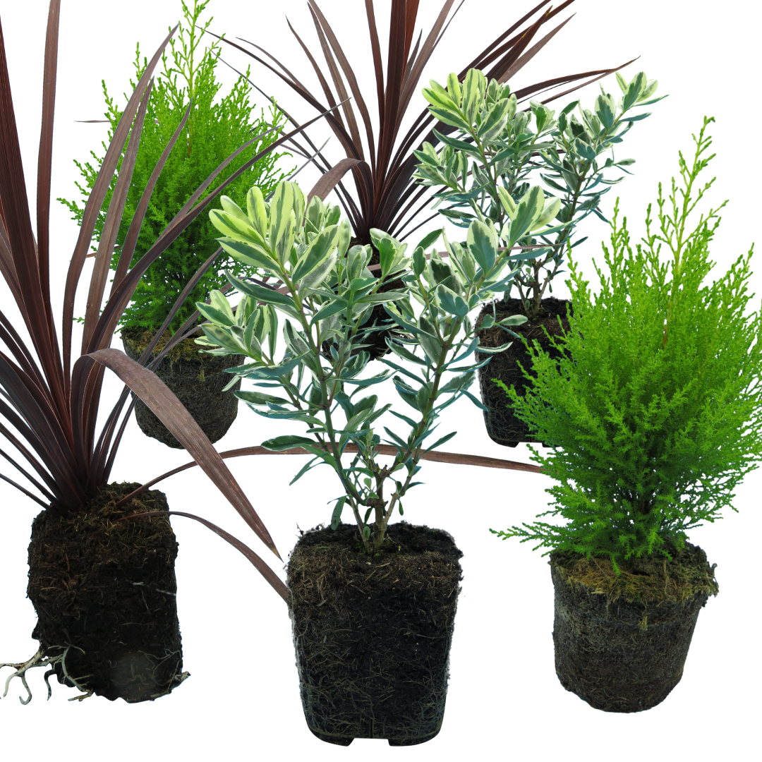Set of 3 or 6 Container Middles Plants - Cupressus Wilma, Cordyline Red Star & Hebe Varigata
