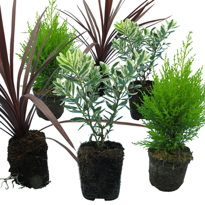 Set of 3 or 6 Container Middles Plants - Cupressus Wilma, Cordyline Red Star & Hebe Varigata