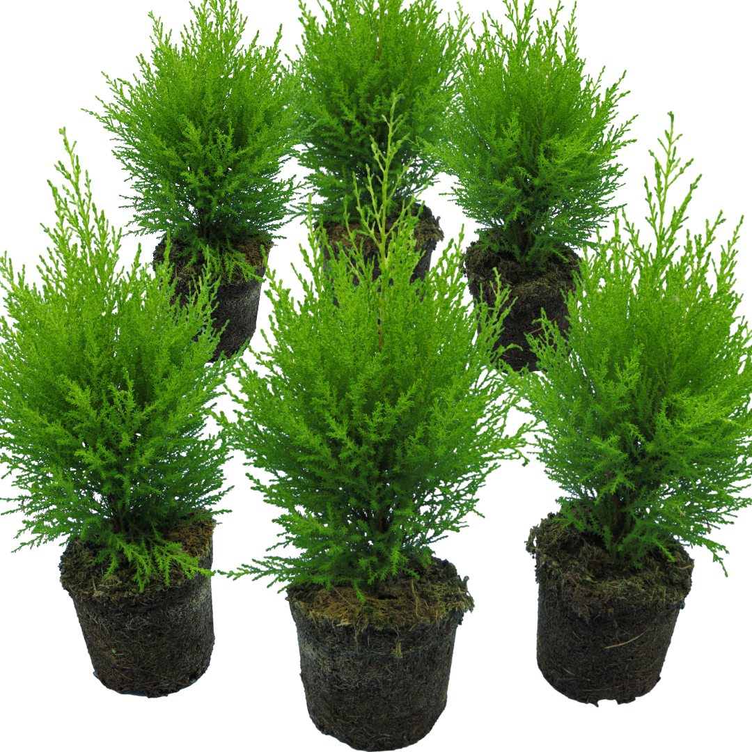 Cupressus Wilma