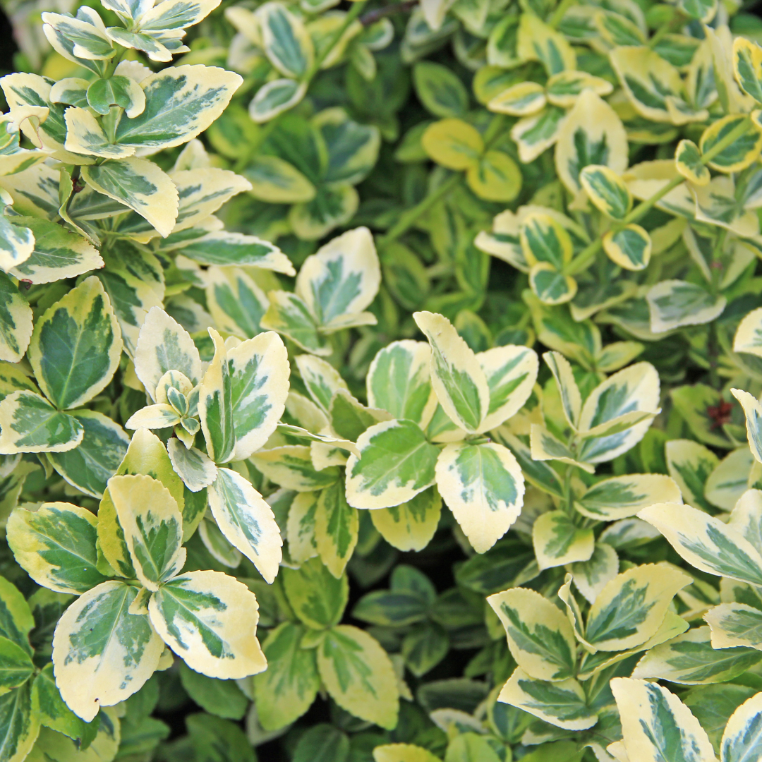 Evergreen Shrub - Euonymus, Choysia, Hebe