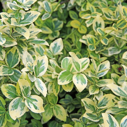 Evergreen Shrub - Euonymus, Choysia, Hebe