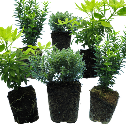 Evergreen Shrub - Euonymus, Choysia, Hebe