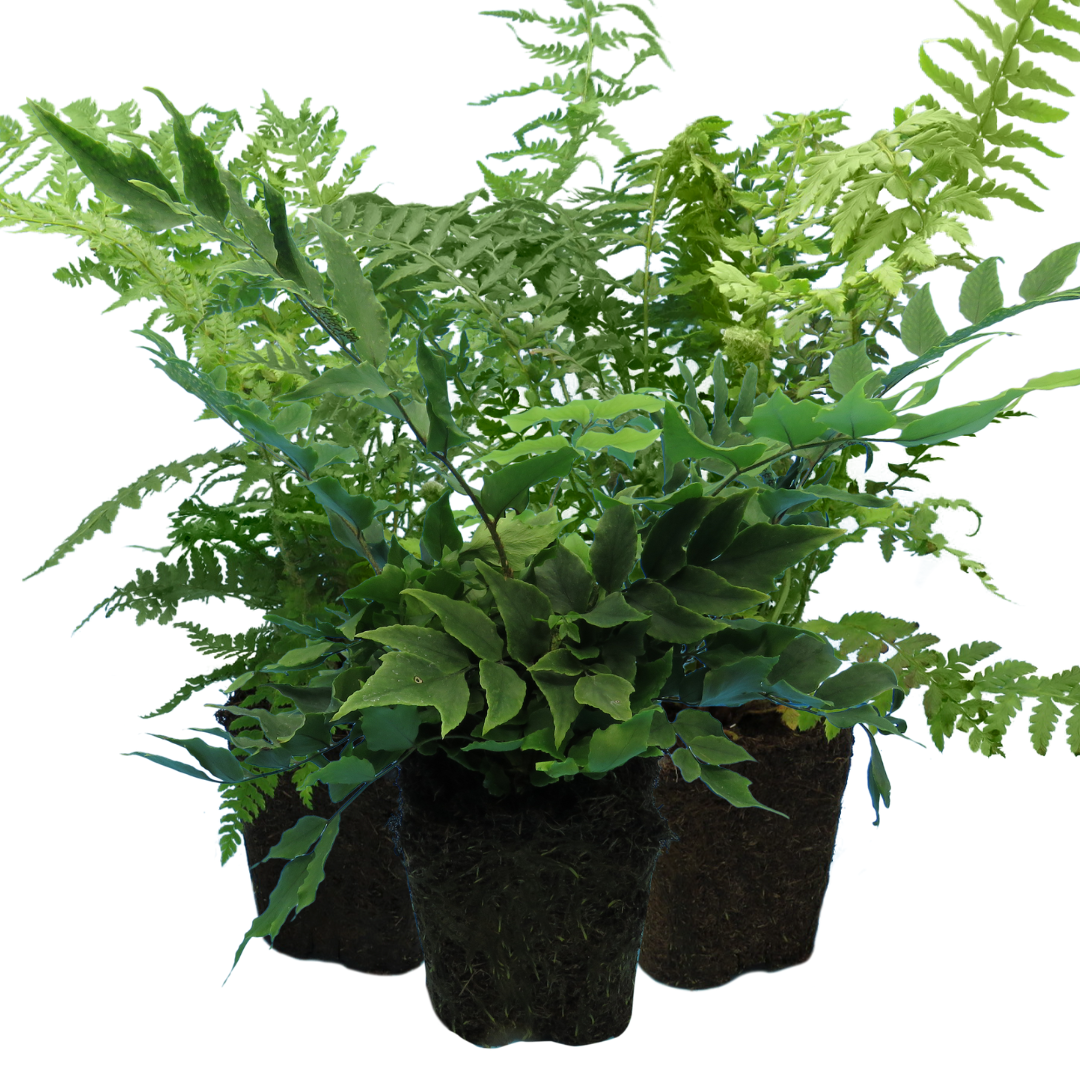 Fern Mix - Shield Fern, Holly Fern, Male Fern