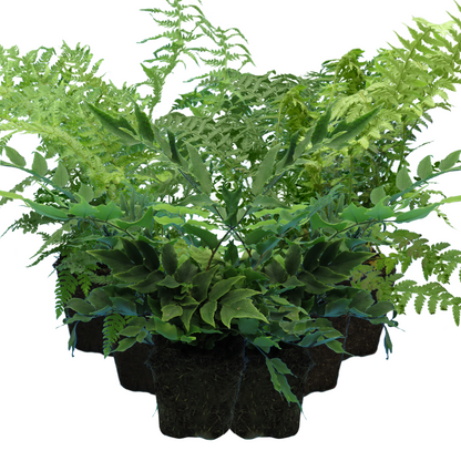 Fern Mix - Shield Fern, Holly Fern, Male Fern