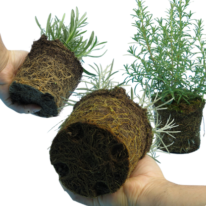 Aromatic Collection - Lavender, Helicrysum (curry plant), Rosemary