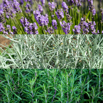 Aromatic Collection - Lavender, Helicrysum (curry plant), Rosemary