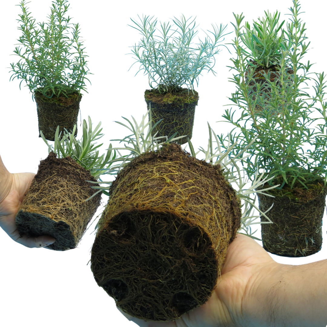 Aromatic Collection - Lavender, Helicrysum (curry plant), Rosemary