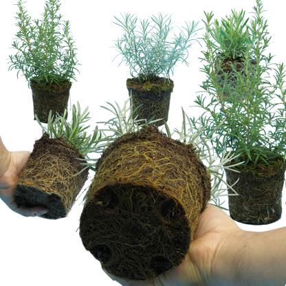 Aromatic Collection - Lavender, Helicrysum (curry plant), Rosemary