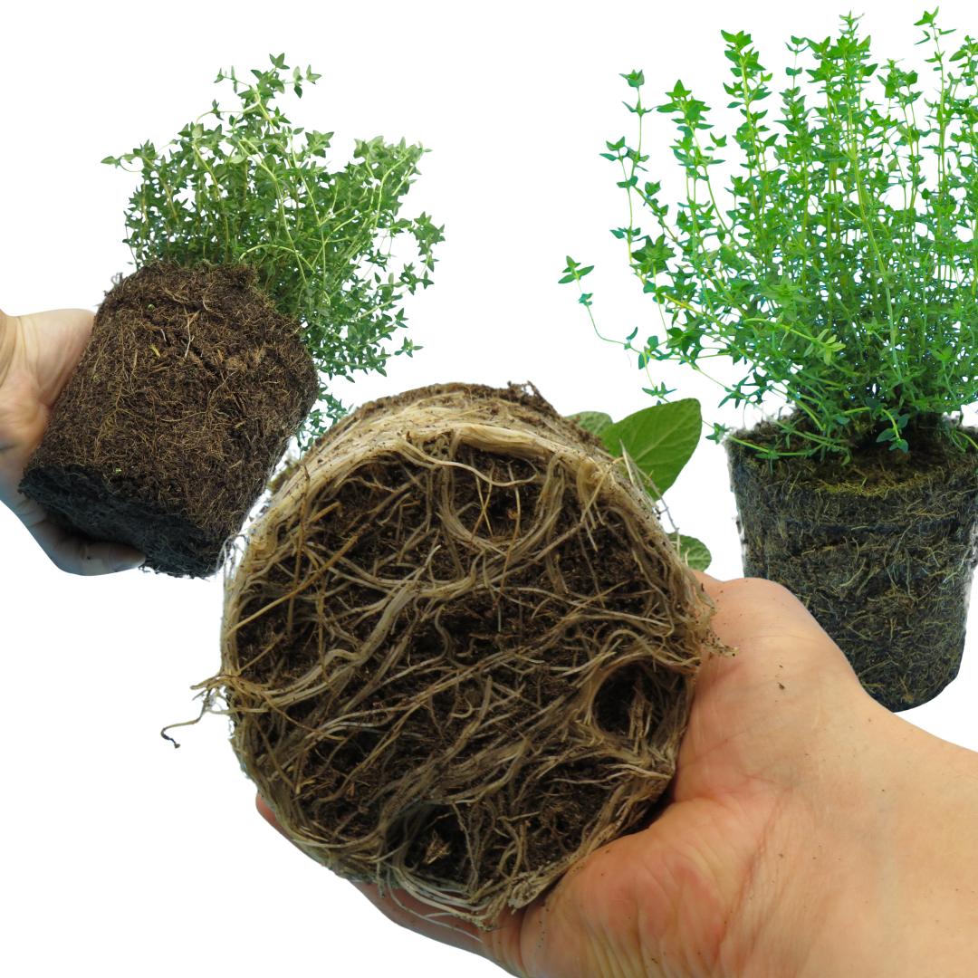 Winter Cooking Collection - Sage, Thyme, Rosemary