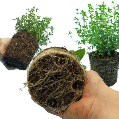 Winter Cooking Collection - Sage, Thyme, Rosemary