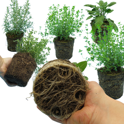Winter Cooking Collection - Sage, Thyme, Rosemary