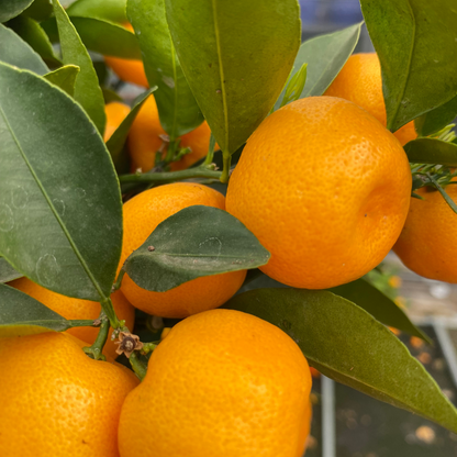 Mini Calamondin