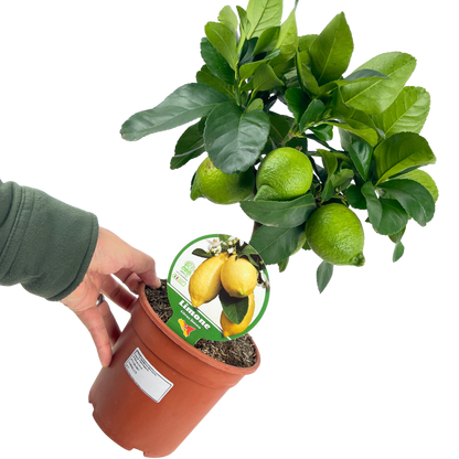 Mini Lemon Tree